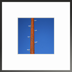 Photography: Pole